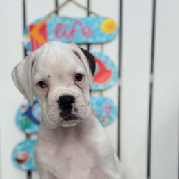 Peony - White female Boxer puppy in Catawba, South Carolina from Happy Go Boxers