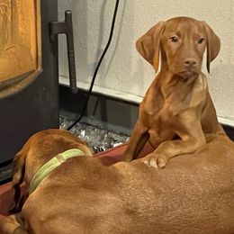 Vizsla puppies from Parker Ranch