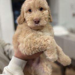Blue collar male - Apricot male Goldendoodle puppy in Christiana, Tennessee from Rechlicz Family Doodles