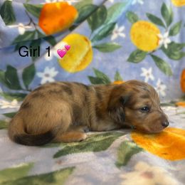 Girl 1 - Dapple female Dachshund puppy in Nederland, Texas from M & M Pups