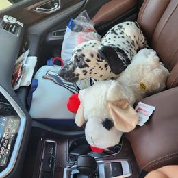 Dalmatian Puppies from America's Dalmatian Friends