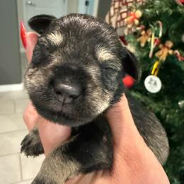 Salt and pepper - Salt and pepper male Miniature Schnauzer puppy in Avondale, Arizona from Campos Schnauzers