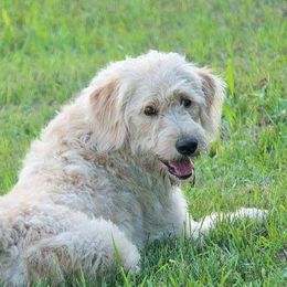 Soleil - Labradoodle