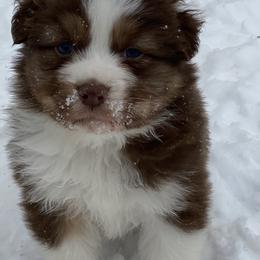 Aussiedoodle and Australian Shepherd Puppies from SS Australian Shepherds