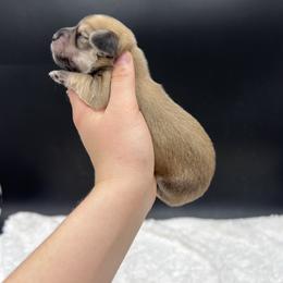 Maggie - Cream female Dachshund puppy in Nashville, Arkansas from Cuddles n Curls