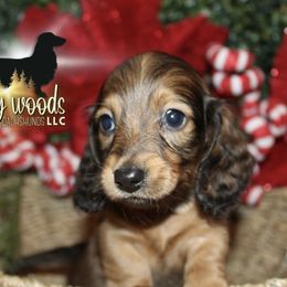 Dachshund Puppies from Piney Woods Miniature Dachshunds LLC