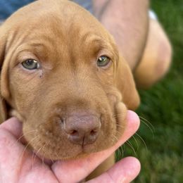 Vizsla Puppies from Shepherd Family Vizslas
