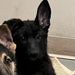 Midnight - Black female German Shepherd puppy in Yuba City, California from Barton’s German Shepherds