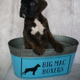 Boxer Puppies from Big Mac Boxers