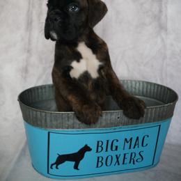 Boxer Puppies from Big Mac Boxers
