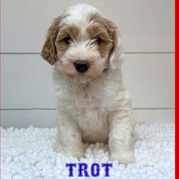 TROT - Parti male Goldendoodle puppy in North Conway, New Hampshire from Arbor Grace Doodles