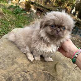 Envy - Light red female Pekingese puppy in Cumming, Georgia from Imperial Pekingese