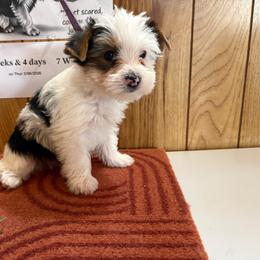 Boy 6 - Parti male Yorkshire Terrier puppy in Bear Creek, North Carolina from Yorkie Time