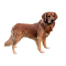 Ranger - Golden Retriever