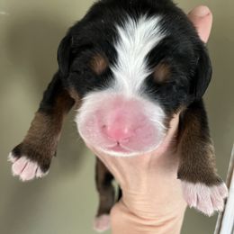 Girl 3 - Bernese Mountain Dog puppy in Ceres, Virginia from Foggy Mountain Berners and Doodles