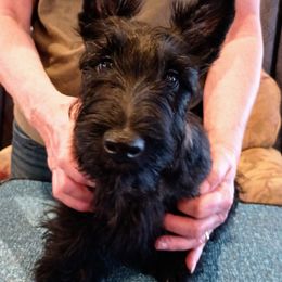 Scottish Terrier Puppies from Gallica Scottish Terriers