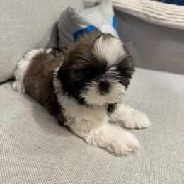 Gigi - Gold and white female Shih Tzu puppy in Palmetto Bay, Florida from Happy Hour Shih Tzus