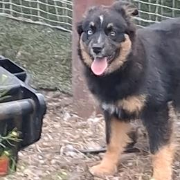 Leroy - Black tri-color male Australian Shepherd puppy in Sonoita, Arizona from Gardner Canyon Kennels