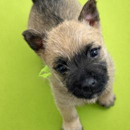 Green girl - Wheaten female Cairn Terrier puppy in Shell Knob, Missouri from Stoneridge Kennel