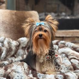 Fern - Black and tan male Yorkshire Terrier puppy in Red Boiling Springs, Tennessee from Pendragon Yorkies
