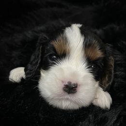Skipper - Tri-color male Cavalier King Charles Spaniel puppy in Queen Creek, Arizona from Andresen's Cavaliers