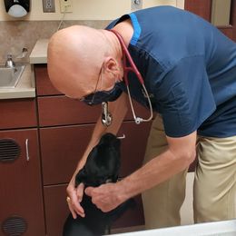 Staffordshire Bull Terrier All Grown Up from Freystaff Staffordshire Bull Terriers