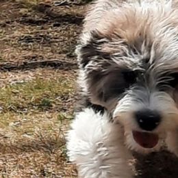 Aussiedoodles, Bernedoodles, Goldendoodles, and Sheepadoodles from Treasure State Doodles & Poodles LLC