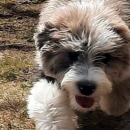 Aussiedoodles, Bernedoodles, Goldendoodles, and Sheepadoodles from Treasure State Doodles & Poodles LLC