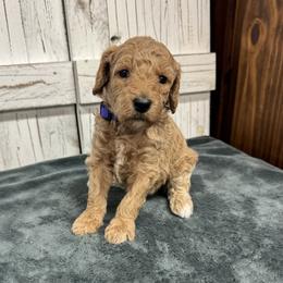 Purple Collar Girl 2150 - Apricot female Goldendoodle puppy in Alvin, Texas from JP Southern Doodles