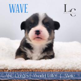 Wave - Black and tan male Pembroke Welsh Corgi puppy in Pine Village, Indiana from NL Horsemanship