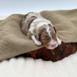 Girl 2 - Red merle female Aussiedoodle puppy in Manteca, California from Silva Ranch Doodles