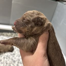 Boy 4 - Dark deadgrass male Chesapeake Bay Retriever puppy in Jacobson, Minnesota from Ball Bluff Kennel