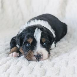 Boy 1 (Red) - Black tri-color male Australian Shepherd puppy in Yakima, Washington from Naches Heights Ranch