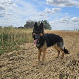 Bear - German Shepherd