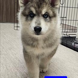 2 (lime) - Agouti and white male Siberian Husky puppy in Dane, Wisconsin from Sunny Hurricane Siberians