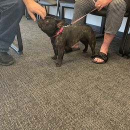 French Bulldog Puppies from Lilac City French Bulldogs