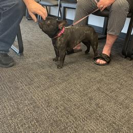 French Bulldog Puppies from Lilac City French Bulldogs