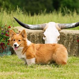 Sprite - Pembroke Welsh Corgi