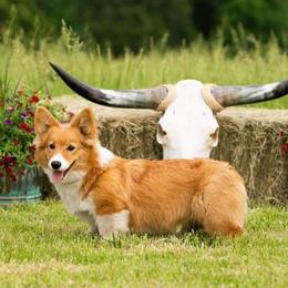 Sprite - Pembroke Welsh Corgi