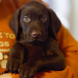 German Shorthaired Pointer Puppies from Aisling