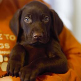 German Shorthaired Pointer Puppies from Aisling