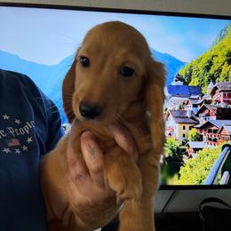 Ee Red Female - Red female Dachshund puppy in Cutler Bay, Florida from Dadecounty’s Dachshunds