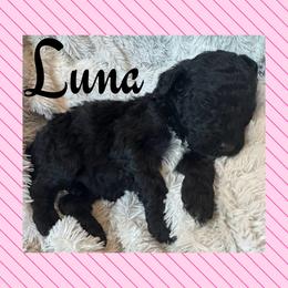 Luna (G1) - Black female Goldendoodle puppy in Ankeny, Iowa from Iowadoodles2love
