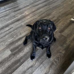 Labrador Retriever All Grown Up from Tidal Retrievers