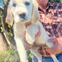 Rose - Light golden female Golden Retriever puppy in Concho, Arizona from Red Sky Ranch