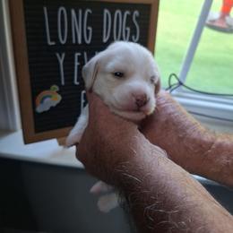 Puppy 1- No Collar Male Longhair - Cream male Dachshund puppy in Gordon, Georgia from Long Dogs Yellow Farm