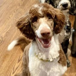 Austin - Aussiedoodle