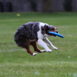 Australian Shepherds and Miniature American Shepherds from Rust Belt Farms