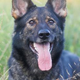 Finch - German Shepherd