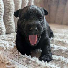 Walnut - Black male Scottish Terrier puppy in Crossville, Tennessee from Cavern Kennels